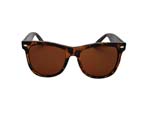 WAYFARER 2SD SUNGLASS TORTOISE(ׂb)